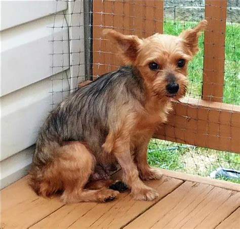 Find and adopt a pet on Petfinder today. . Petfinder animal shelter small dogs for adoption near me